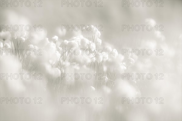 Cottongrass