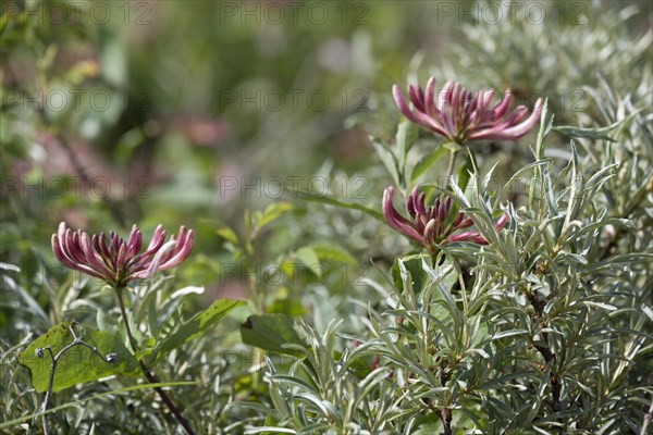 Flowering forest honeysuckle