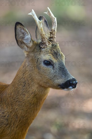 European roe deer