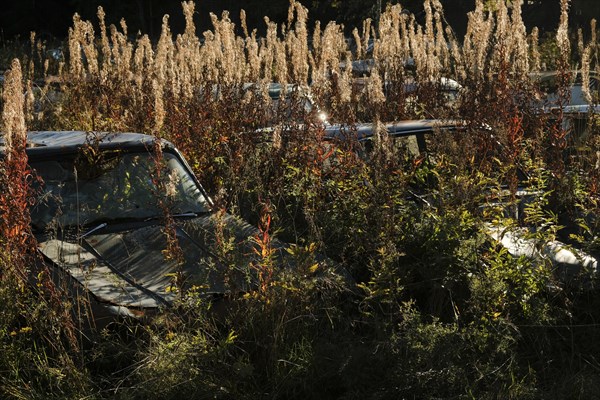 Scrap cars overgrown by bushes