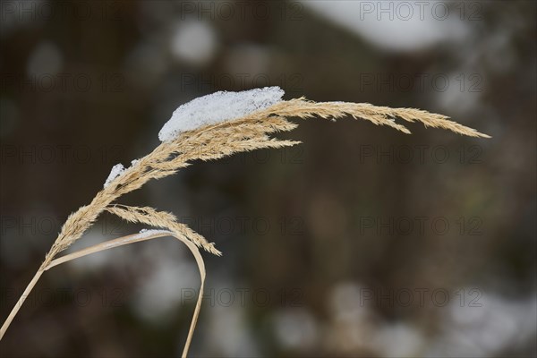 Wood small-reed