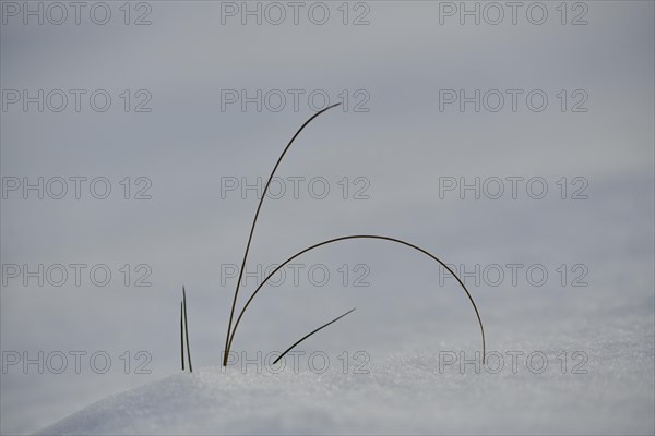 Blades of grass growing out of the snow