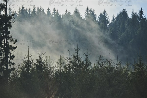 Fog flying over young Norway spruce