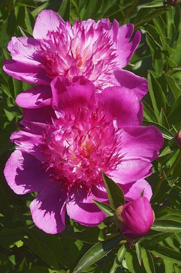 Chinese hybrid peony