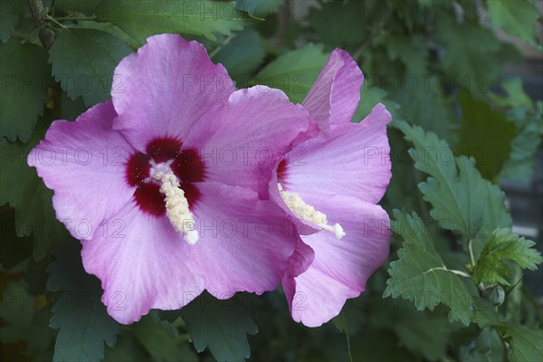 Rose of Sharon