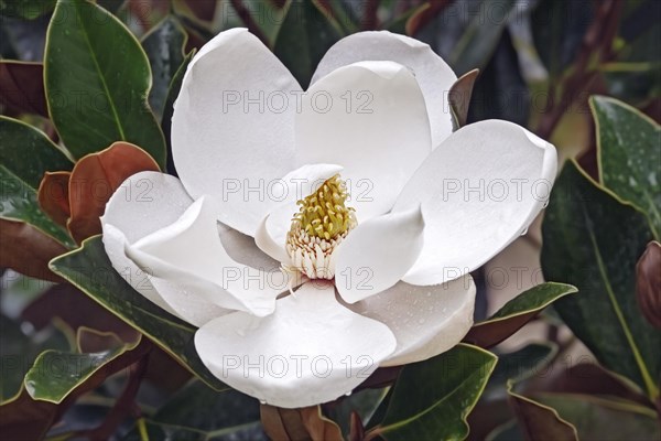 Southern magnolia