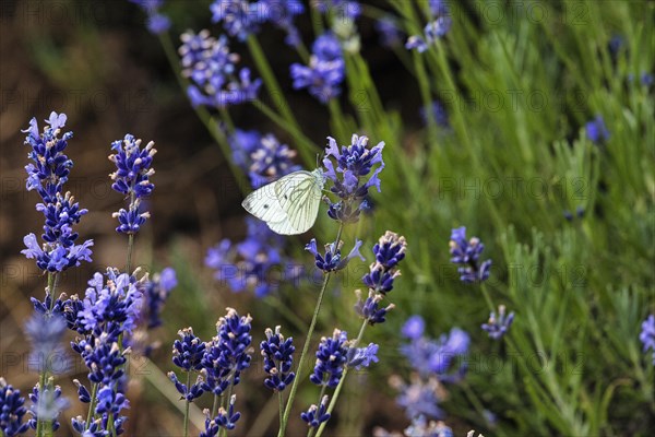 Cabbage butterfly