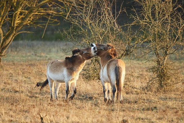 Przewalski's horse