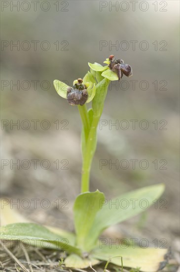 Bumblebee orchid