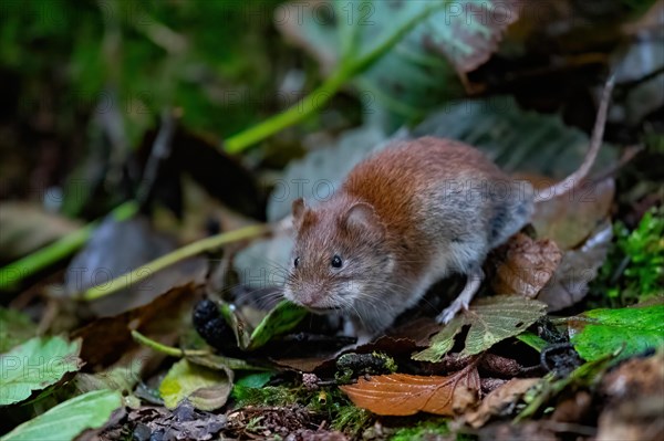 A bank vole