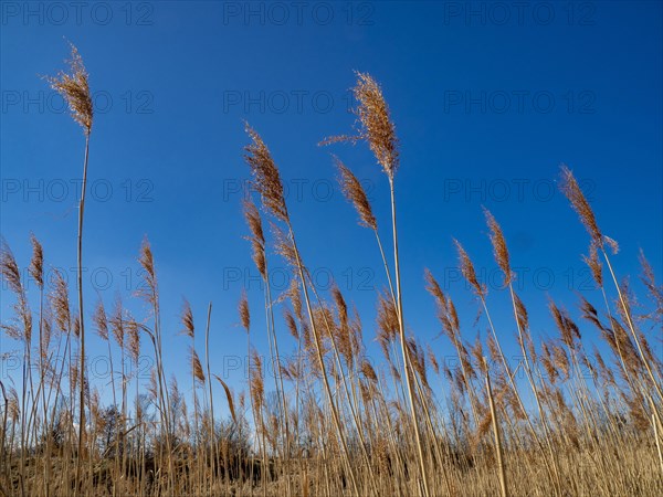 Common reed