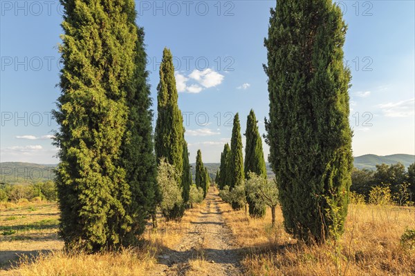 Cypress avenue in the vineyards