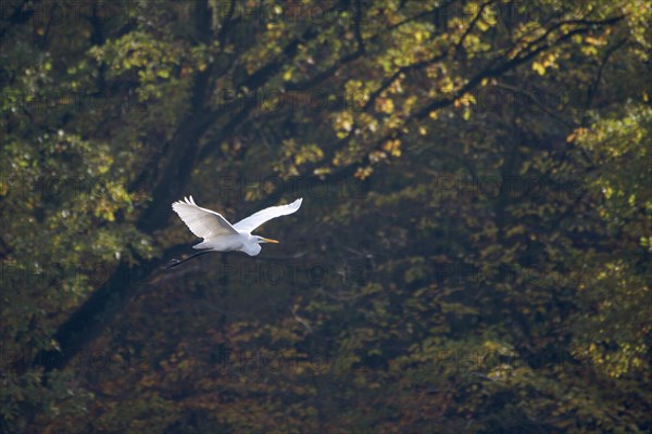 Great egret