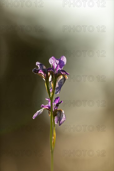 Siberian iris