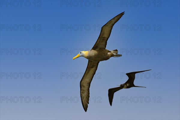 Waved albatross