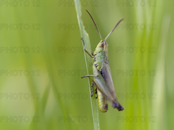 Meadow grasshopper