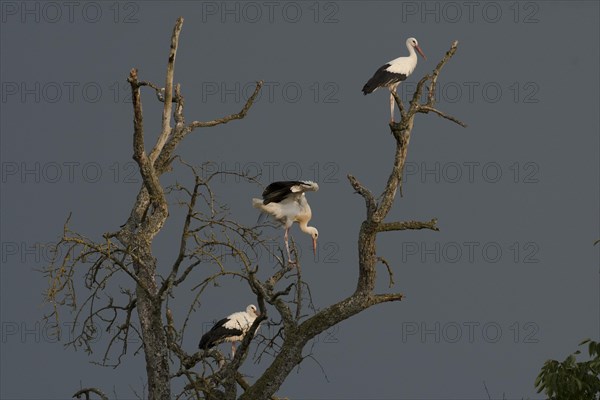 White stork