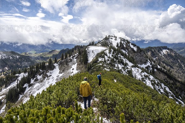 Two hikers on a hiking trail through mountain pines