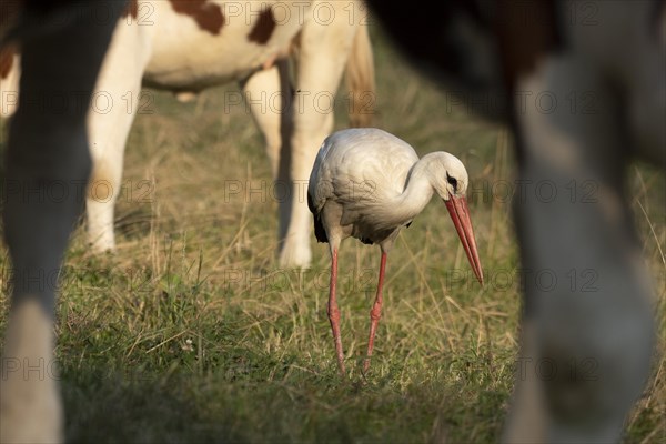 White stork