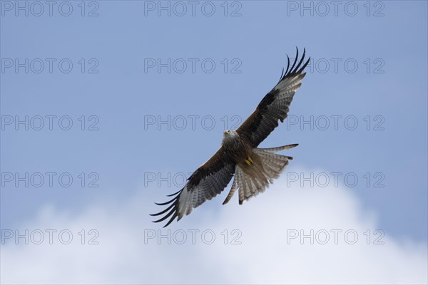 Red kite