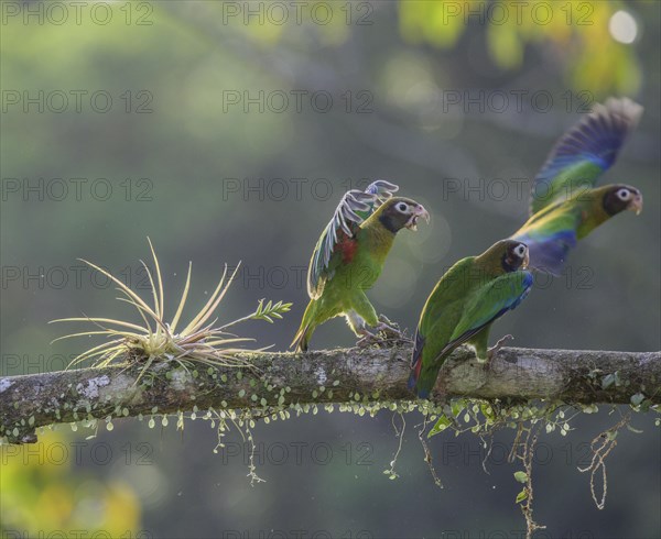 Brown-hooded parrot