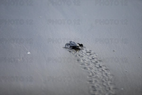 Newly hatched olive ridley sea turtle