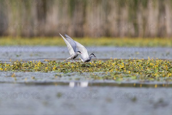 Two White-bearded Terns