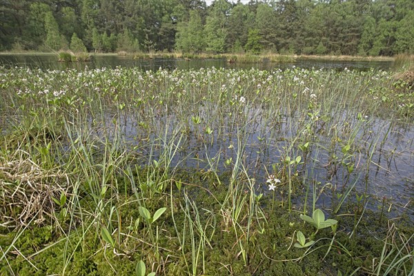 Forest moor lake with fever clover