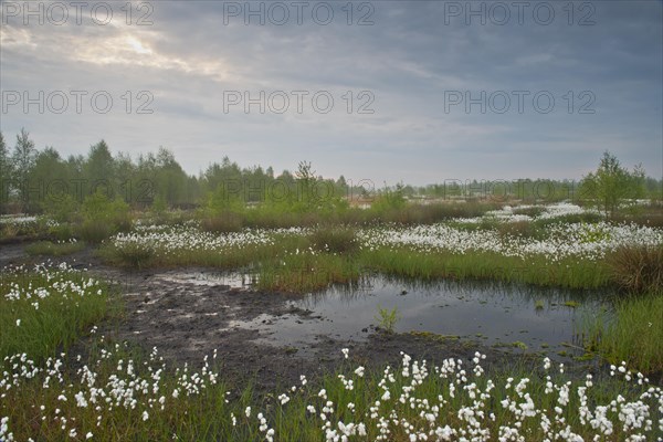 Bog landscape with common cottongrass