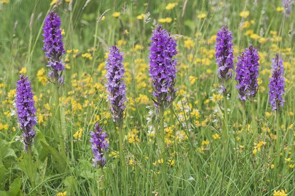 Moorland spotted orchid