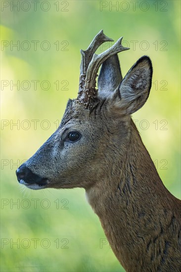 European roe deer