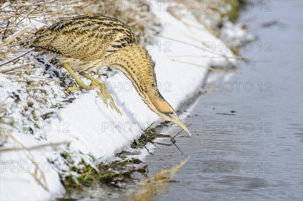 Eurasian bittern