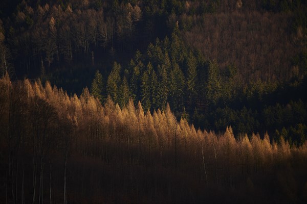 Spotlight from the sun onEuropean larch