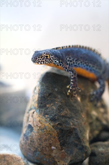 Alpine newt