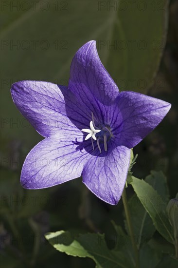 Balloon flower