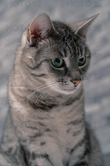 European shorthair felidae