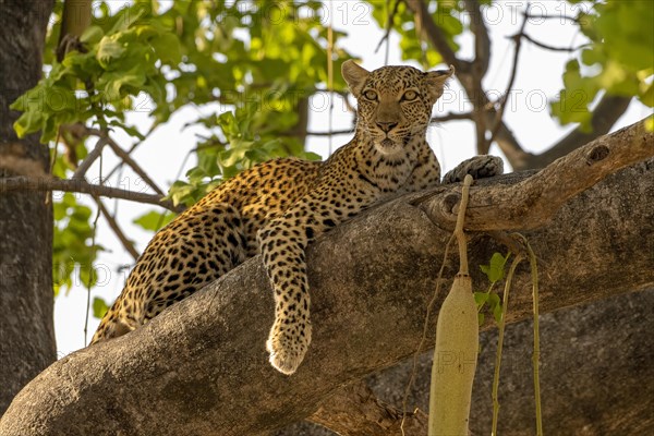 African leopard