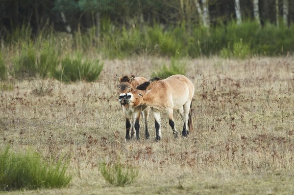 Przewalski's horse