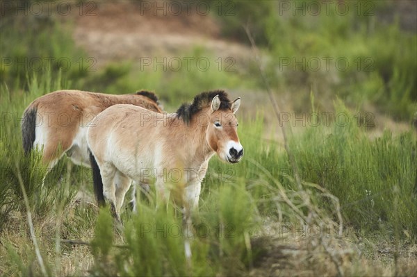 Przewalski's horse