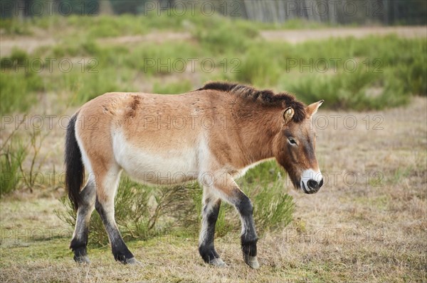 Przewalski's horse