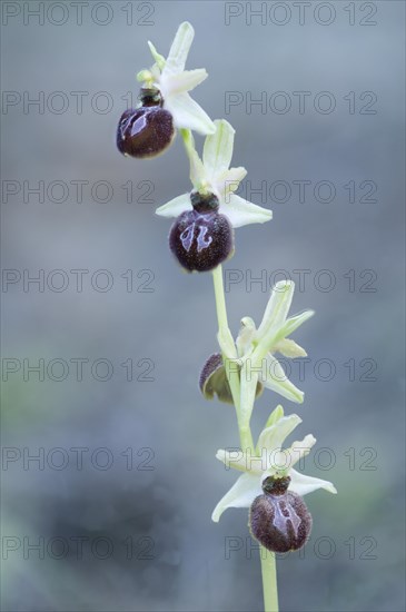 Black ophrys