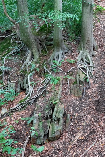 Beech roots reach into the soil