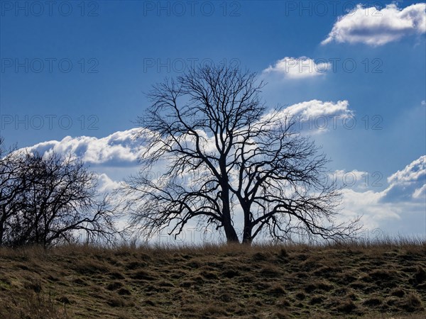 Tree on the Elbe meadows near Wust-Fischbeck