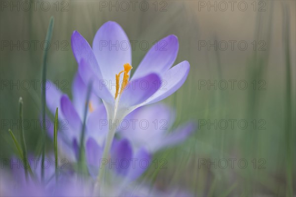 Early Crocus