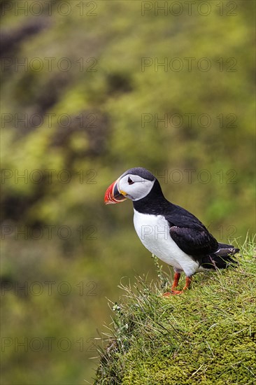 Single puffin