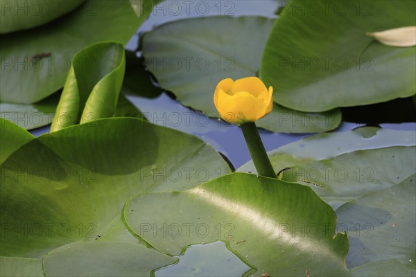 Yellow water-lily