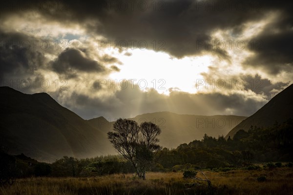 Single tree backlit in autumn landscape