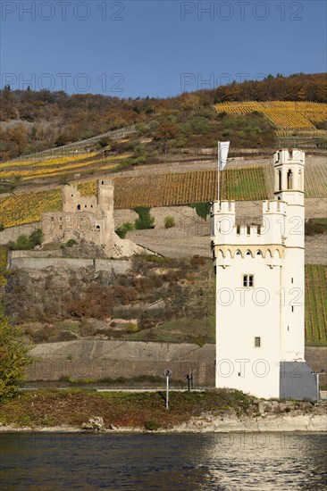 Maeuseturm and Ehrenfels Castle Ruins