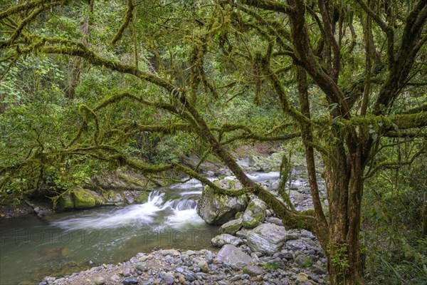 Forest on the Rio Savegre