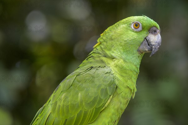 Southern mealy amazon